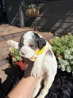 Apollo, a male Cockapoo for sale in Lewistown, MT – 2 of 6