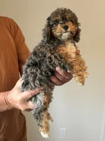 Mesa, a female Cockapoo for sale in Lewistown, MT – 3 of 8