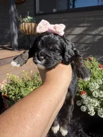 Lady, a female Cockapoo for sale in Lewistown, MT – 3 of 10