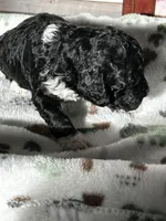 processed/744e7277-64a7-4af7-a13f-8ae8c2ba6709/listing/7a2c35f4-f75a-4fc5-9616-7104cb7f4790/1e3f4342-e8d3-4fc2-80b6-acc7bd19c522