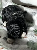 processed/744e7277-64a7-4af7-a13f-8ae8c2ba6709/listing/7a2c35f4-f75a-4fc5-9616-7104cb7f4790/52fc93e9-3da4-488e-a8ec-59165e7181dd