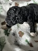 processed/744e7277-64a7-4af7-a13f-8ae8c2ba6709/listing/7a2c35f4-f75a-4fc5-9616-7104cb7f4790/cb972e4e-1fdf-477c-bd1c-94dd6147607d