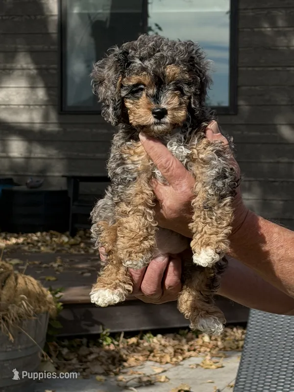 Mesa – Cockapoo puppy for sale in Lewistown, MT