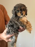 Mesa, a female Cockapoo for sale in Lewistown, MT – 4 of 8