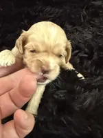 Marley, a female Cockapoo for sale in Lewistown, MT – 7 of 10