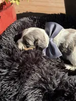 Bolt, a male Cockapoo for sale in Lewistown, MT – 10 of 10