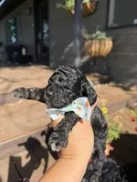 Benji, a male Cockapoo for sale in Lewistown, MT – 8 of 10