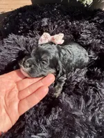 Lady, a female Cockapoo for sale in Lewistown, MT – 10 of 10