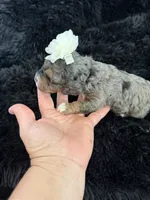 Lassie, a male Cockapoo for sale in Lewistown, MT – 6 of 10
