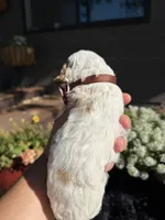 Scooby, a male Cockapoo for sale in Lewistown, MT – 9 of 10
