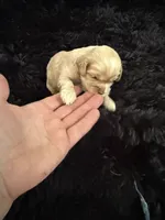 Marley, a female Cockapoo for sale in Lewistown, MT – 5 of 10