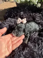 Lady, a female Cockapoo for sale in Lewistown, MT – 1 of 10
