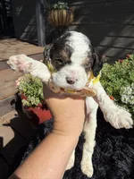 Apollo, a male Cockapoo for sale in Lewistown, MT – 6 of 6