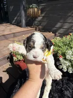 Apollo, a male Cockapoo for sale in Lewistown, MT – 3 of 6