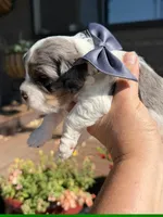Bolt, a male Cockapoo for sale in Lewistown, MT – 7 of 10