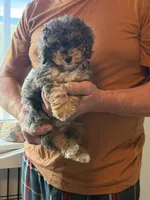 Mesa, a female Cockapoo for sale in Lewistown, MT – 7 of 8