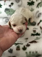 processed/744e7277-64a7-4af7-a13f-8ae8c2ba6709/listing/ab328fc1-ad25-4ad4-bba6-46287f0da0d8/10919cf7-2cb9-47b9-bfb8-b1bace961b21