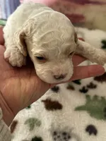 processed/744e7277-64a7-4af7-a13f-8ae8c2ba6709/listing/ab328fc1-ad25-4ad4-bba6-46287f0da0d8/28e69b33-5f47-4200-ae82-cb718e069afd