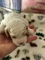 processed/744e7277-64a7-4af7-a13f-8ae8c2ba6709/listing/ab328fc1-ad25-4ad4-bba6-46287f0da0d8/64fefef4-f932-40fa-8431-7b6177ae987c