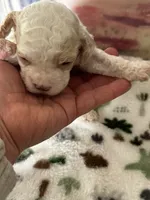 processed/744e7277-64a7-4af7-a13f-8ae8c2ba6709/listing/ab328fc1-ad25-4ad4-bba6-46287f0da0d8/a808f467-a74c-44da-a90f-805ea601a0dd