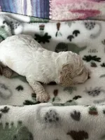 processed/744e7277-64a7-4af7-a13f-8ae8c2ba6709/listing/ab328fc1-ad25-4ad4-bba6-46287f0da0d8/b0adcd97-cac9-4fd9-bb50-256f2149577a