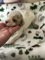 processed/744e7277-64a7-4af7-a13f-8ae8c2ba6709/listing/ab328fc1-ad25-4ad4-bba6-46287f0da0d8/e4e46730-83f8-470e-b6e7-2be0323dbe77