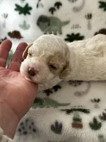 processed/744e7277-64a7-4af7-a13f-8ae8c2ba6709/listing/ab328fc1-ad25-4ad4-bba6-46287f0da0d8/f15f84fd-afb3-4a99-ad31-6bccb7227791