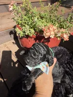 Benji, a male Cockapoo for sale in Lewistown, MT – 7 of 10