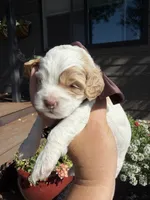 Toto, a male Cockapoo for sale in Lewistown, MT – 5 of 8