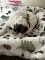 processed/744e7277-64a7-4af7-a13f-8ae8c2ba6709/listing/bc074ef5-e9b2-4753-a426-3b758eaab24a/7a773f7a-a1f1-4edf-9181-a805713fffd2