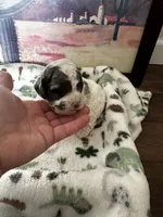 processed/744e7277-64a7-4af7-a13f-8ae8c2ba6709/listing/bc074ef5-e9b2-4753-a426-3b758eaab24a/b683eb9c-fabc-499d-8bba-7b326ee57ab6