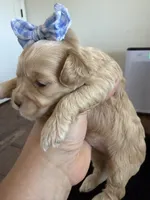 Marley, a female Cockapoo for sale in Lewistown, MT – 2 of 10