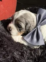 Bolt, a male Cockapoo for sale in Lewistown, MT – 2 of 10