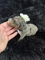 Lassie, a male Cockapoo for sale in Lewistown, MT – 5 of 10