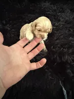 Marley, a female Cockapoo for sale in Lewistown, MT – 6 of 10