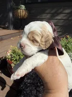 Toto, a male Cockapoo for sale in Lewistown, MT – 3 of 8