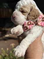 Scooby, a male Cockapoo for sale in Lewistown, MT – 5 of 10