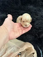 Marley, a female Cockapoo for sale in Lewistown, MT – 10 of 10