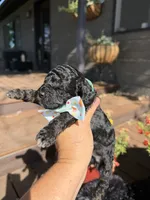 Benji, a male Cockapoo for sale in Lewistown, MT – 6 of 10