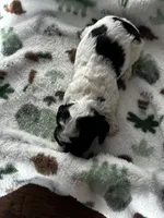 processed/744e7277-64a7-4af7-a13f-8ae8c2ba6709/listing/d596b0ca-e1ac-4e96-9c5c-fe355fb11160/bc198e60-9048-40b8-a24b-a0c3ba7f346e