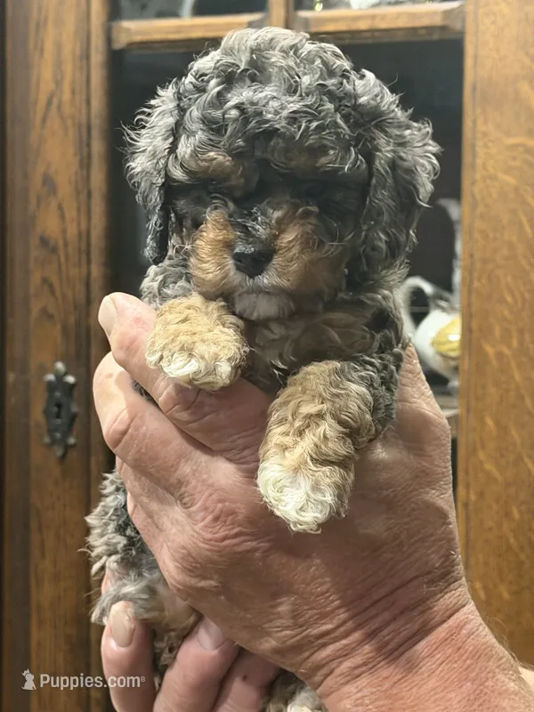 Lassie – Cockapoo puppy for sale in Lewistown, MT