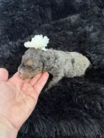 Lassie, a male Cockapoo for sale in Lewistown, MT – 10 of 10