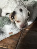 processed/744e7277-64a7-4af7-a13f-8ae8c2ba6709/listing/d9a6c6ee-1805-48c0-94dc-071f6d60e270/03a8ff58-953a-4189-a386-d887ca6bf2d2