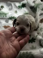 processed/744e7277-64a7-4af7-a13f-8ae8c2ba6709/listing/d9a6c6ee-1805-48c0-94dc-071f6d60e270/7b8b18fd-cb12-4559-a9e5-da37f48e1e75