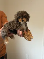 Mesa, a female Cockapoo for sale in Lewistown, MT – 2 of 8