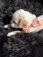 Scooby, a male Cockapoo for sale in Lewistown, MT – 7 of 10