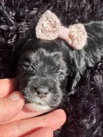 Lady, a female Cockapoo for sale in Lewistown, MT – 8 of 10