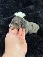 Lassie, a male Cockapoo for sale in Lewistown, MT – 9 of 10