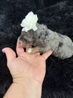 Lassie, a male Cockapoo for sale in Lewistown, MT – 8 of 10