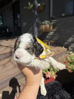 Apollo, a male Cockapoo for sale in Lewistown, MT – 4 of 6